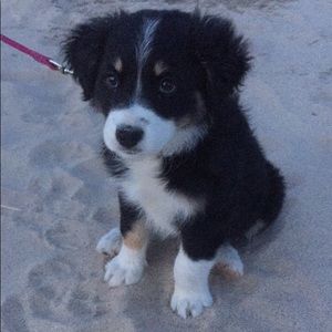 Meet your Posher, Mia